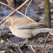 Rusty Blackbird